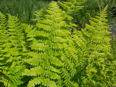 Athyrium filix-femina - Frauenfarn